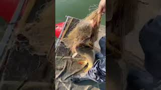 River Carp Fishing moment fish fishing fishingvideo [upl. by Nirrac462]