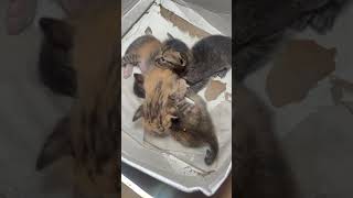 kitten cuteanimals animaladventures felinefascination cutepets animalantics cute felineanti [upl. by Dihaz265]