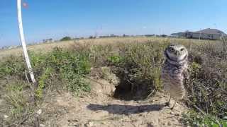 A Few Minutes with the Burrowing Owls [upl. by Blackington182]