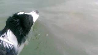 Border Collie Tao fa il primo bagno in mare [upl. by Hibbert426]