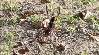 Palm Spiders on Seychelles Islands La Digue Praslin Mahe [upl. by Humfrid]