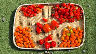 Bountiful Pepper Harvest From My Garden garden pepper harvest japan farmlife crystalworld5737 [upl. by Vivyanne]