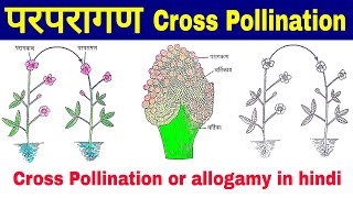 परपरागण Cross Pollination or allogamy वायु परागण की विधि Method and adaptations for anemophily [upl. by Thorbert]