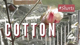 Time lapse  I grow cotton as a houseplant and its beautiful Shorts [upl. by Sirahc318]