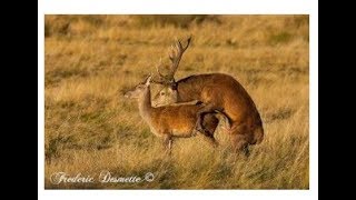 Best Deer MarkingampMating video For Everzoology [upl. by Cassilda]