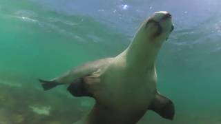 Swimming with Sea Lions Jurien Bay 360 underwater video 4k [upl. by Ellirpa]