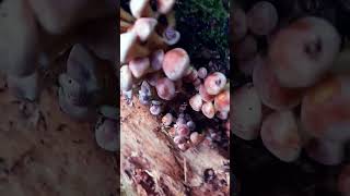 Champignon Armillaria mellea [upl. by Eiger]