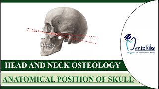 Anatomical position of skull  Reid’s base line  FH plane  Head and neck osteology  Human anatomy [upl. by Haliak146]