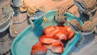 Young bearded dragons eating strawberry [upl. by Ketti]