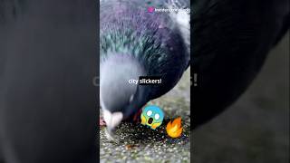 5 MindBlowing Facts About Pigeons 😱🔥shorts youtubeshorts facts animals pigeon birds nature [upl. by Cy]