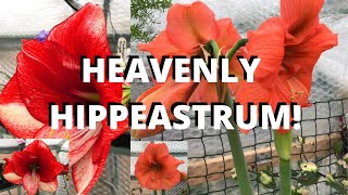 HOW TO AVOID STAKING HIPPEASTRUM Amaryllis [upl. by Akem]