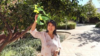 How To Eat Kumquats  Fresh from the Tree  Filipina Funny Reaction From Unripe Kumquat Taste [upl. by Hy735]