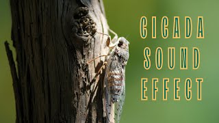 CICADA CHIRP l INSECTS I Sound effect I free download [upl. by Taddeo]