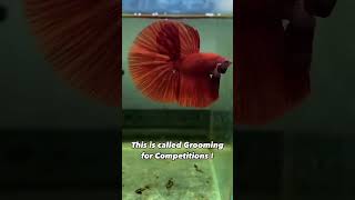 Betta Grooming SECRETS For Winning Competitions [upl. by Wilder]