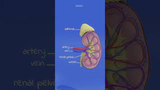 kidney anatomy and physiology animation humananatomy anatomy biology humanorgansystem [upl. by Laflam705]