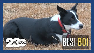 Border collie named CA Farm Bureau Dog of the Year [upl. by Kobi493]