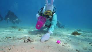 Scuba Diving Easter Bunny Conducts Underwater Egg Hunt in Florida Keys  2024 [upl. by Haskins]