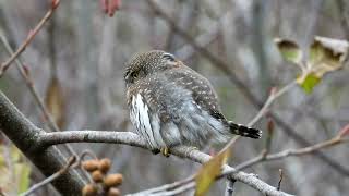 Northern Pygmy Owl Nov 2024 [upl. by Kcirdez]