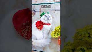 Beautiful cat  cat cutekitten catlover pets [upl. by Ertnod]