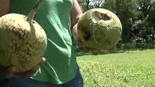 US Marine returns home to work as thirdgeneration farmer [upl. by Golding429]