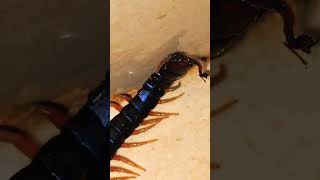 Mediterranean Giant Centipede BiteCentipede Bite Worse Than ALL Stingsshorts Insectopedia123 [upl. by Christiano3]