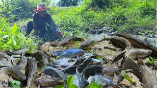 Wow Great fishing a fisherman skill catch fish at rice field a lots by best hand [upl. by Idaf]