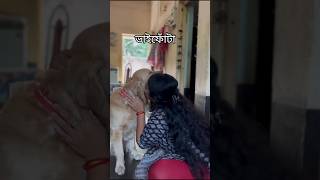 Bhaifota especial trending doglover goldenretriever dog shorts bhaifota vaifota pets cute [upl. by Henning]