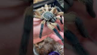 My socotra island blue tarantula crawled onto my hand to say hello…tarantula spider nature [upl. by Ecnaiva]