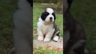 The Most Beautiful Saint Bernard Puppy Ever seen before  St Bernard Puppies Looking for new home [upl. by Merlina]