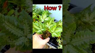 Revive Your DEAD FERN in Minutes fern garden plants [upl. by Giovanna80]