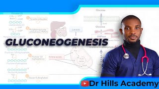 Metabolism  Gluconeogenesis amp Clinical Correlates [upl. by Sualocin]