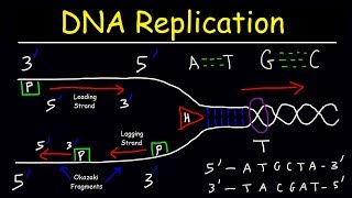 DNA Replication  Leading Strand vs Lagging Strand amp Okazaki Fragments [upl. by Ynnhoj]