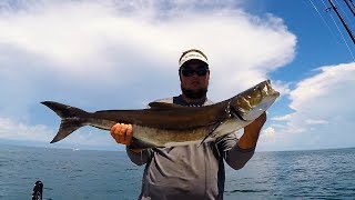 HomosassaCrystal River Offshore Red Snapper Grouper and Cobia [upl. by Libre]