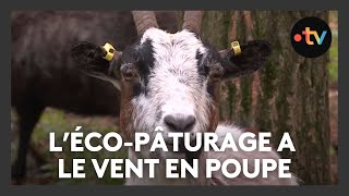 Meilleure fertilisation des sols plus écologique le succès de lécopâturage [upl. by Eire]