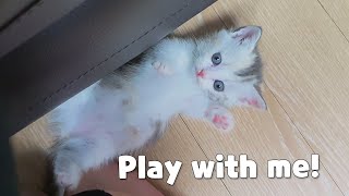 a Very Efficient Way to Play with a Kitten [upl. by Lennej]