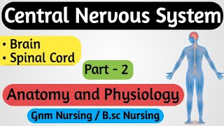 Central Nervous System CNS  Central Nervous System Anatomy and Physiology  Nervous System  2 [upl. by Greenstein947]