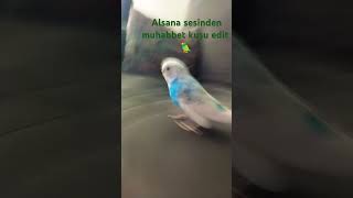 Alsana sesinden muhabbet kuşu edit🦜ShortsKeşfet [upl. by Montford]