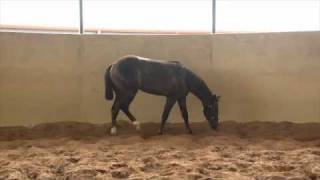 steppin with class Wimpys Little Step yearling [upl. by Zehcnas]