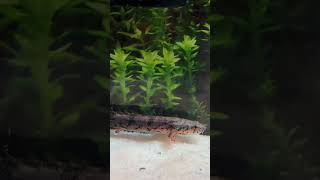 Added Dragon fish aka Delhezi bichir 🐉 aquarium freshwaterfish aquascape [upl. by Airrej926]