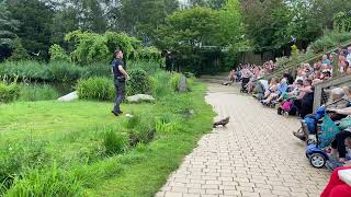 Moet Je Zien Vogels Stelen de Show  🦅🦉🕊2024 Vogelshow Part 1 [upl. by Field]