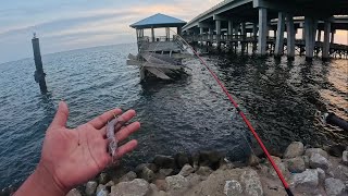 Fishing The INFAMOUS Broken Pier CATCH CLEAN COOK [upl. by Augie]