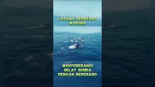 Latihan extrem marinir TNIAL fypシ゚viral tni ffyypp foryou foryourpage marinir [upl. by Nylarahs87]