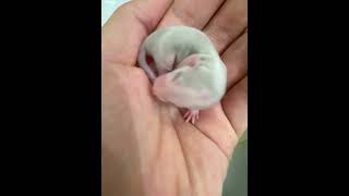 Watch a baby rat grow up in 2 minutescute pet rats [upl. by Eelasor163]