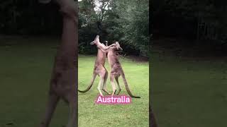 Kangroos world  cangaroo canda cuite animals Debmark new news newyork viral dog [upl. by Marquardt]