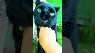 Black Leopard 🐆 Wait For End Twist 😱🤣 shorts comedy trending viral shortvideo [upl. by Eelyahs]