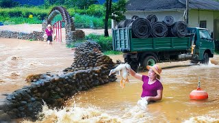 Historic Floods Caused by Typhoon Yagi  Rescue Livestock and Poultry From Flood  Đào Daily Farm [upl. by Rawdon]