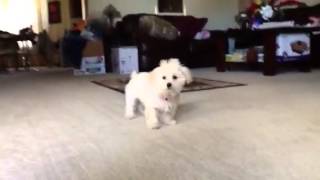 Maltipoo barking [upl. by Noelle]