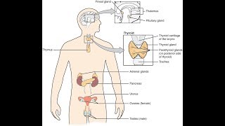 Hormonsystemet del 1 av 4 Beskrivning av hormoner och deras verkan Hypotalamus och hypofysen [upl. by Midas]