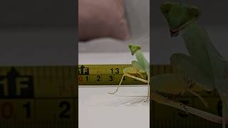 Sphodromantis Lineola grow up linienie modliszki [upl. by Aneehsak997]