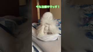 膀胱炎になってました。でも元気です😀マルチーズ犬のいる生活ゆきまる膀胱炎治療中療法食 [upl. by Barris]